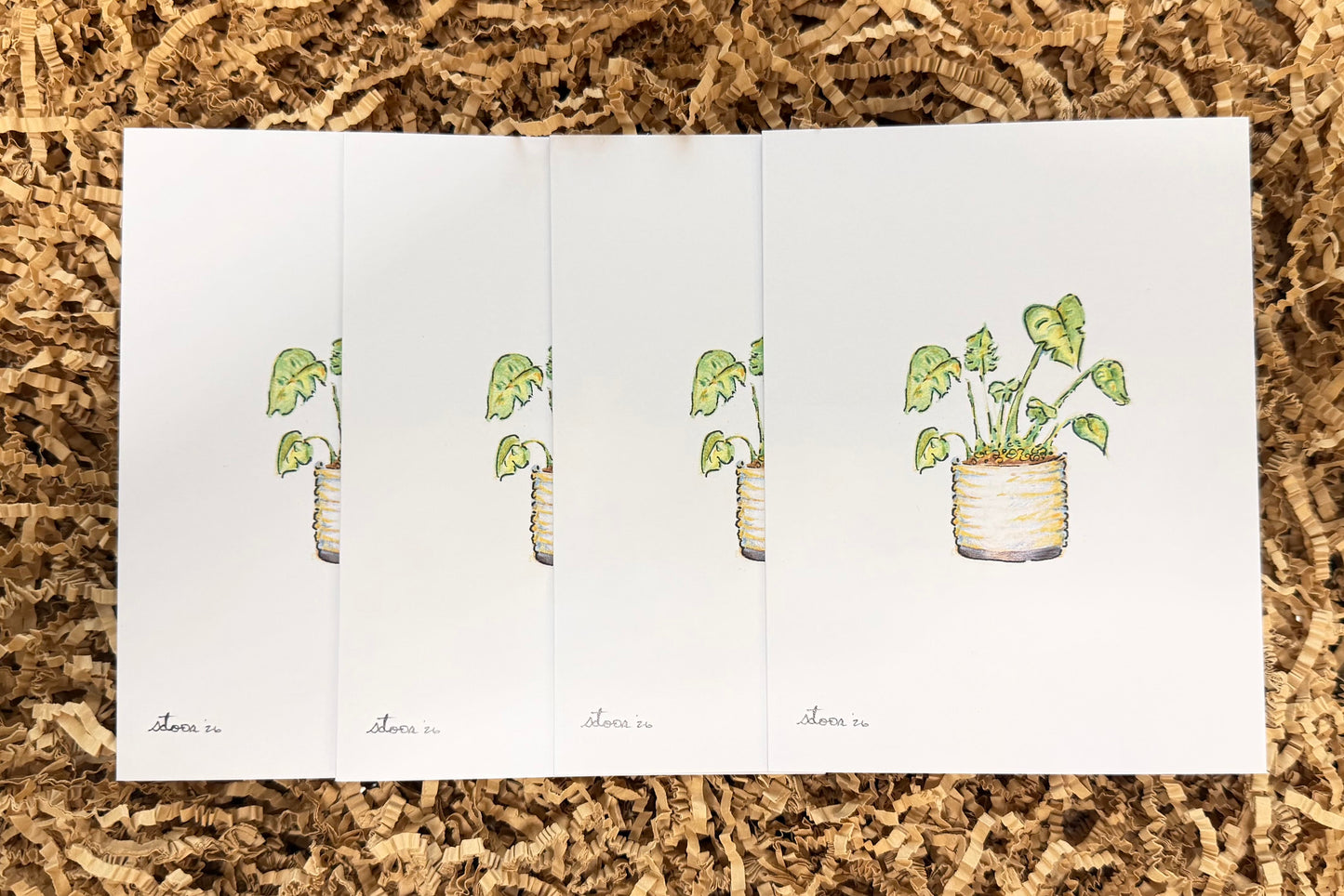 4 pack - Potted Monstera Memento
