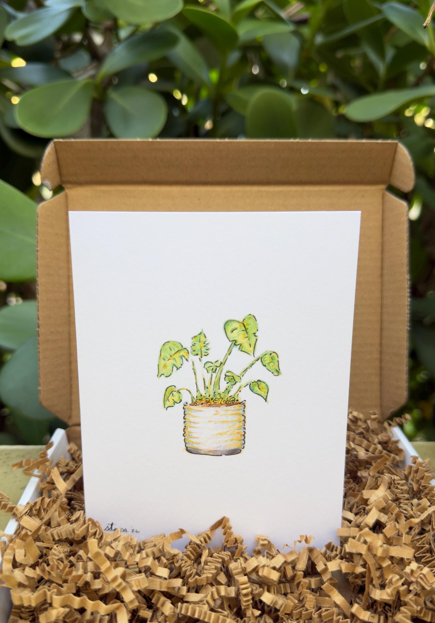 4 pack - Potted Monstera Memento